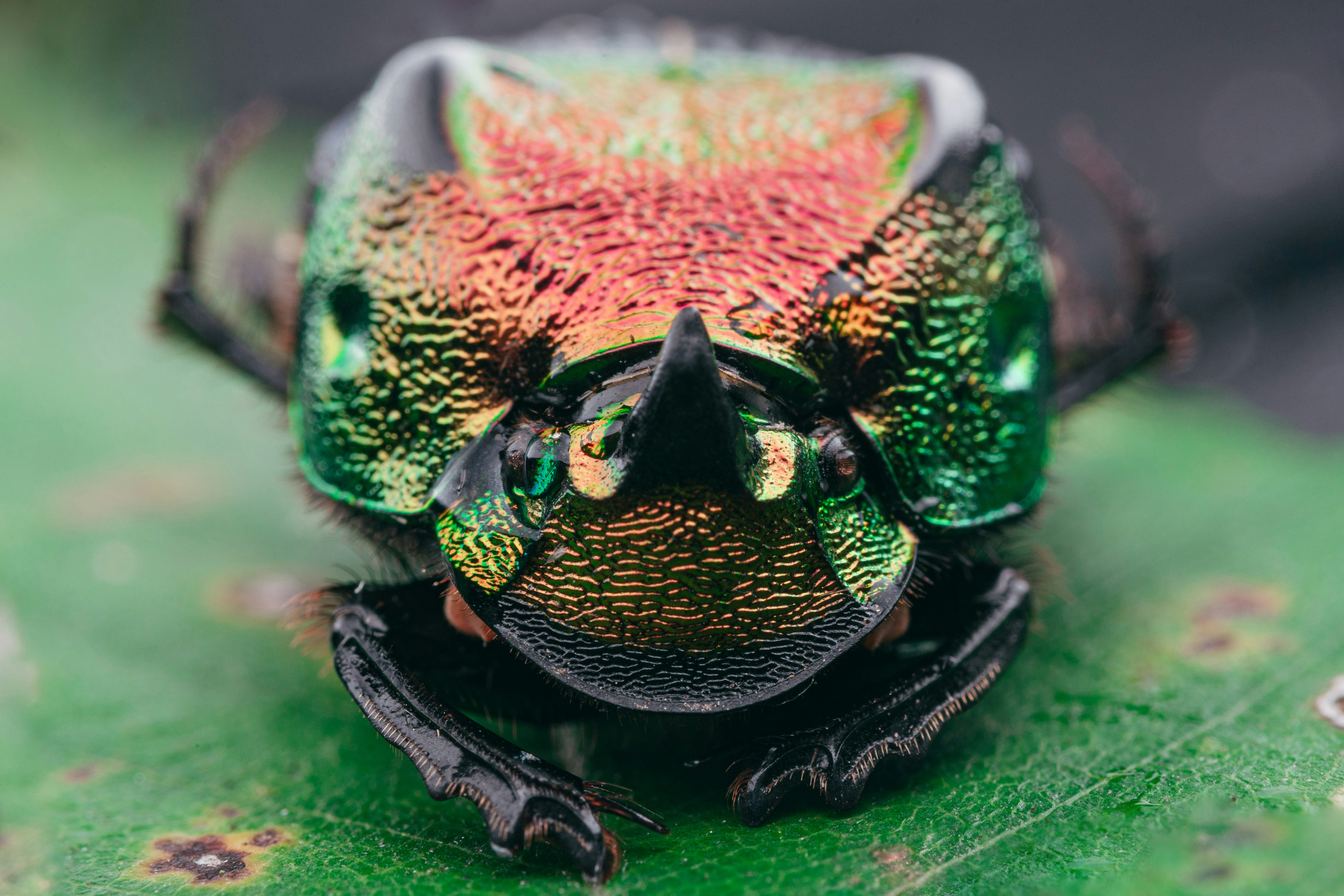 green and black beetle on red and yellow flower